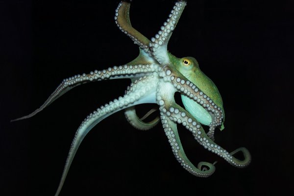 Как зайти в кракен с айфона